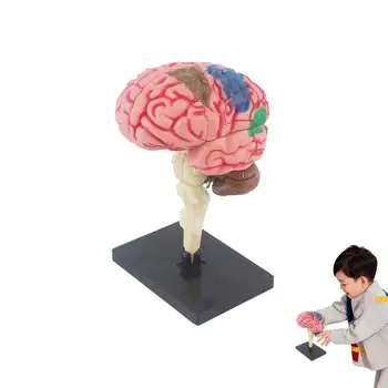 Анатомическая модель для детей, Анатомическая модель человеческого глазного яблока, обучающая Биологии Модель тела, Интерактивная игрушка для человека, оборудование для моделирования мозга.