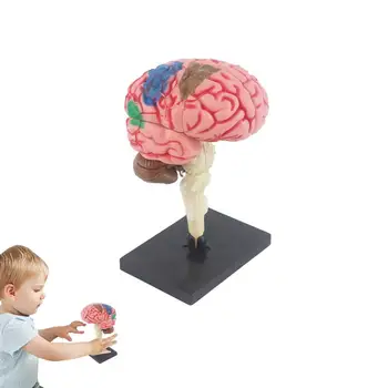 Модель анатомии глазного яблока, игрушка для человеческого тела, оборудование для обучения биологии, модель мозга для образования, школьные принадлежности, Научный класс