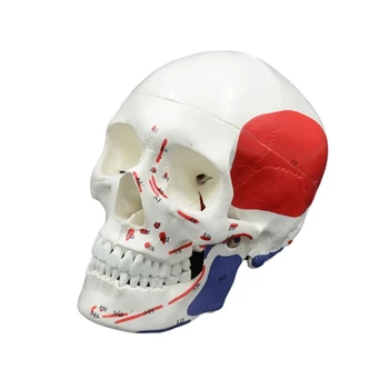 Модель скелета головы человека, анатомическая модель кости головы в натуральную величину с кодировкой номера