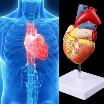 Модель медицинского реквизита бесплатная почтовая разборка анатомическая модель человеческого сердца анатомический медицинский учебный инструмент